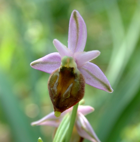 Ophrys crabronifera